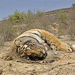 sind tiger gefährlich2