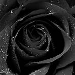 aesthetic black rose wallpaper2