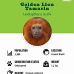 Where did the golden lion tamarin come from?3
