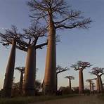 les baobabs en afrique1