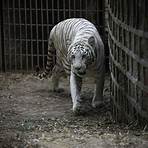 bengal tiger pictures free1