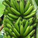 banana fruit wikipedia2