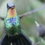 el colibrí mensajero de dios1