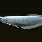 albino arowana3