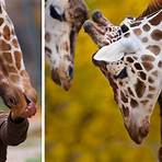 zookeeper with giraffe1