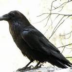 raven symbolism4