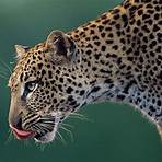 leopard1