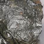 fern fossils in eastern pennsylvania map cities only2