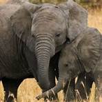 How old is the oldest elephant in history?4