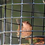 Caged Birds5