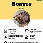 what is the taxonomy of a beaver called in real life1