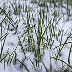 winter kill grass1