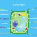 tierische und menschliche zelle5