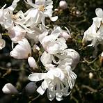 magnolia stellata waterlily3