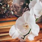orchidea fiore significato1