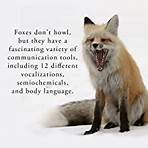 the hidden world of the fox3