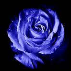 Blue Rose4