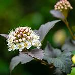 maggie renzi wikipedia free photos of amber jubilee ninebark shrub bushes4