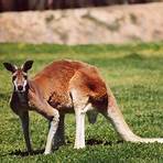 canguru simbolo da australia5