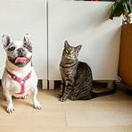 Cat and Dog2