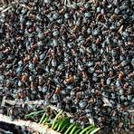 Ameisen – Die Rache der schwarzen Königin2