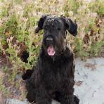 bouvier des flandres3