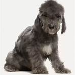 bedlington terriers1