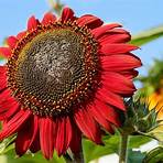 Sunflowers Interactive wikipedia2