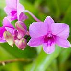 Wild Orchid4