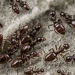 how to kill ants in the house4