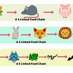 what is a website for kids examples of food web1