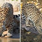 jaguares animais2