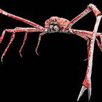 giant spider crab4