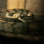 alabama snake hbo wikipedia indonesia2