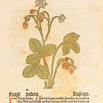fragaria × ananassa2