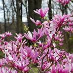 magnolia clasificaciones más bajas4