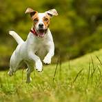 jack russell2