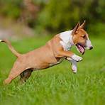 bull terrier3