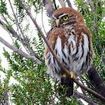 Austral pygmy owl wikipedia4