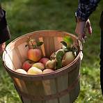 where can you pick apples in upstate ny today live3
