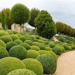 free wikipedia pictures of boxwood trees2