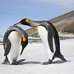 penguin king deutsch4