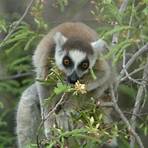 lemur polinizador2