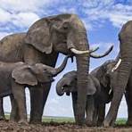 why are elephants going extinct2