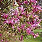 magnolia planta4