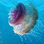 Jellyfish4