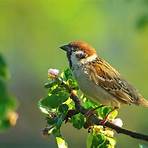 Sparrow4