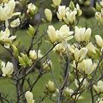 magnolia planta2