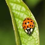 Ladybird Ladybird1