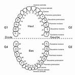 nom des dents2